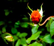 Rosa che scala dal suo cespuglio immagini stock libere da diritti Rosa che scala dal suo cespuglio immagini stock libere da diritti