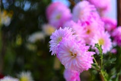 Rosa Chrysanthemum arkivbilder Rosa Chrysanthemum arkivbilder