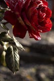 Rosa congelata fotografia stock Rosa congelata fotografia stock