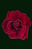 Rosa del rojo en fondo del Libro Verde Fotografía de archivo libre de regalías Rosa del rojo en fondo del Libro Verde Fotografía de archivo libre de regalías