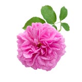 Rosa dell'oggetto d'antiquariato isolata su bianco fotografia stock libera da diritti Rosa dell'oggetto d'antiquariato isolata su bianco fotografia stock libera da diritti