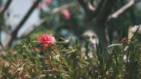 Rosa des allgemeinen Purslane und Rotes im Topf mit marco Modus im Nachmittag stockbilder Rosa des allgemeinen Purslane und Rotes im Topf mit marco Modus im Nachmittag stockbilder