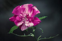 Rosa di Rosa Rosa di Rosa