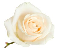 A rosa do branco isolou-se fotos de stock royalty free A rosa do branco isolou-se fotos de stock royalty free