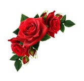 A rosa do vermelho floresce com gotas da água no arranjo de canto Fotos de Stock Royalty Free A rosa do vermelho floresce com gotas da água no arranjo de canto Fotos de Stock Royalty Free