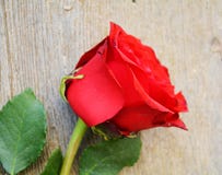 Rosa do vermelho no fundo do vintage fotos de stock royalty free Rosa do vermelho no fundo do vintage fotos de stock royalty free