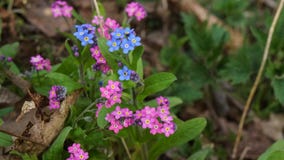 Rosa e fiori blu di myosotis fotografie stock Rosa e fiori blu di myosotis fotografie stock