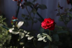 Rosa em uma obscuridade - fundo cinzento do vermelho, iluminado por um raio de luz ilustração stock Rosa em uma obscuridade - fundo cinzento do vermelho, iluminado por um raio de luz ilustração stock