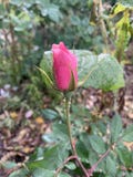 Rosa immagine stock libera da diritti Rosa immagine stock libera da diritti