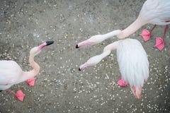 Rosa Flamingos im wilden Datierungsspielflamingo stockfotos Rosa Flamingos im wilden Datierungsspielflamingo stockfotos