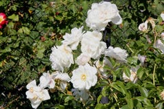Rosa floribunda & x27; Iceberg& x27; zdjęcia stock Rosa floribunda & x27; Iceberg& x27; zdjęcia stock