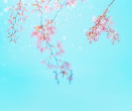 Rosa Frühlingsblüte am Hintergrund des blauen Himmels des Türkises Rosafarbener Blumenrand Frühjahrnaturhintergrund lizenzfreie stockfotos Rosa Frühlingsblüte am Hintergrund des blauen Himmels des Türkises Rosafarbener Blumenrand Frühjahrnaturhintergrund lizenzfreie stockfotos