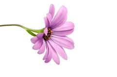 rosa färger för härlig purpurfärgad osteospermum eller för afrikansk tusensköna blommar Royaltyfri Foto rosa färger för härlig purpurfärgad osteospermum eller för afrikansk tusensköna blommar Royaltyfri Foto