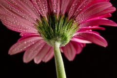 Rosa Gerbera Botten beskådar royaltyfri bild Rosa Gerbera Botten beskådar royaltyfri bild