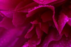 Rosa glänzende Regentropfen auf Pfingstrosenblumenblatt Leichtes luftiges künstlerisches Bild mit Weichzeichnung lizenzfreies stockfoto Rosa glänzende Regentropfen auf Pfingstrosenblumenblatt Leichtes luftiges künstlerisches Bild mit Weichzeichnung lizenzfreies stockfoto