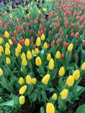 Rosa gul och purpurfärgad tulpanskärm royaltyfri foto Rosa gul och purpurfärgad tulpanskärm royaltyfri foto
