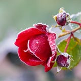Rosa ha coperto di hoarfrost fotografia stock Rosa ha coperto di hoarfrost fotografia stock