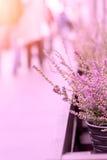 Rosa Heather Planted In Wicker Pot på gatan med solljus closeup arkivfoton Rosa Heather Planted In Wicker Pot på gatan med solljus closeup arkivfoton