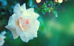 Rosa hermosa del blanco que florece en jardín del verano Crecimiento de flores de las rosas blancas al aire libre Naturaleza, flo fotos de archivo Rosa hermosa del blanco que florece en jardín del verano Crecimiento de flores de las rosas blancas al aire libre Naturaleza, flo fotos de archivo