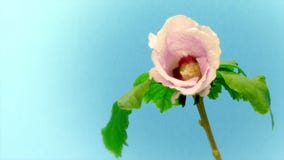 Rosa Hibiscus-Blumenc$zeit-versehen Rosa Hibiscus-Blumenc$zeit-versehen