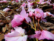 Rosa kronblad för körsbärsröd blomning som lägger på en jordning av skället royaltyfria bilder Rosa kronblad för körsbärsröd blomning som lägger på en jordning av skället royaltyfria bilder