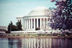 Rosa körsbärsröda blomningar i våren som inramar Jefferson Memorial i Washington DC arkivfoton Rosa körsbärsröda blomningar i våren som inramar Jefferson Memorial i Washington DC arkivfoton