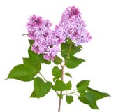 Rosa lila Syringa arkivbilder Rosa lila Syringa arkivbilder