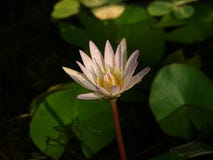 Rosa Lotosblumen blühen und haben Wassertröpfchen stockfoto Rosa Lotosblumen blühen und haben Wassertröpfchen stockfoto