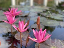 Rosa Lotosblumen werden benutzt, um Mönche anzubieten Oder verwendet, um in einem Vase zu verzieren stockbilder Rosa Lotosblumen werden benutzt, um Mönche anzubieten Oder verwendet, um in einem Vase zu verzieren stockbilder