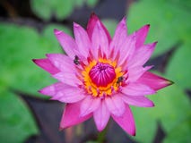 Rosa lotusblommablommor är blommande royaltyfri fotografi Rosa lotusblommablommor är blommande royaltyfri fotografi