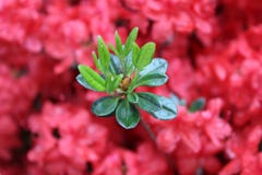 Rosa luminoso e fiori verdi nel giardino italiano fotografia stock Rosa luminoso e fiori verdi nel giardino italiano fotografia stock