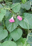 ROSA MORGONHÄRLIGHET BLOMMAR BOKSLUT I MULET VÄDER fotografering för bildbyråer ROSA MORGONHÄRLIGHET BLOMMAR BOKSLUT I MULET VÄDER fotografering för bildbyråer