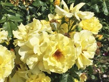 Rosa natural hermosa del amarillo en el jardín imagen de archivo libre de regalías Rosa natural hermosa del amarillo en el jardín imagen de archivo libre de regalías