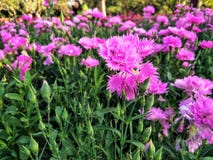Rosa nejlika i trädgården royaltyfria bilder Rosa nejlika i trädgården royaltyfria bilder