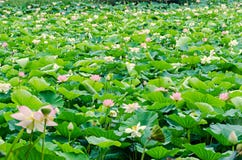 Rosa nupharblommor, grönt fält på sjön, näckros, damm-lilja, spatterdock, Nelumbonucifera, också som är bekant som indisk lotusbl Arkivfoto Rosa nupharblommor, grönt fält på sjön, näckros, damm-lilja, spatterdock, Nelumbonucifera, också som är bekant som indisk lotusbl Arkivfoto