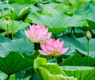 Rosa nupharblommor, grönt fält på sjön, näckros, damm-lilja, spatterdock, Nelumbonucifera, också som är bekant som indisk lotusbl Fotografering för Bildbyråer Rosa nupharblommor, grönt fält på sjön, näckros, damm-lilja, spatterdock, Nelumbonucifera, också som är bekant som indisk lotusbl Fotografering för Bildbyråer
