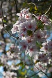 Rosa och vit körsbärsröd blomning som är solbelyst i vår fotografering för bildbyråer Rosa och vit körsbärsröd blomning som är solbelyst i vår fotografering för bildbyråer