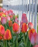 Rosa, Orange, gelbe Tulpen, weißer Palisadenzaun lizenzfreie stockfotos Rosa, Orange, gelbe Tulpen, weißer Palisadenzaun lizenzfreie stockfotos