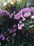 Rosa orkid?r i en tr?dg?rd royaltyfri foto Rosa orkid?r i en tr?dg?rd royaltyfri foto