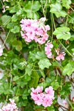 Rosa pelargon med gröna sidor fotografering för bildbyråer Rosa pelargon med gröna sidor fotografering för bildbyråer
