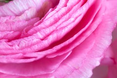 Rosa Ranunculusbakgrund Makro closeup För färgrik greetin arkivfoto Rosa Ranunculusbakgrund Makro closeup För färgrik greetin arkivfoto