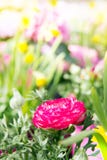 Rosa Ranunculussmörblommablomma i trädgården som omges av ye Royaltyfria Bilder Rosa Ranunculussmörblommablomma i trädgården som omges av ye Royaltyfria Bilder