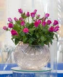 rosa ro royaltyfri bild rosa ro royaltyfri bild