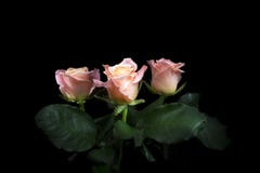 rosa ro arkivbilder rosa ro arkivbilder