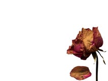 Rosa rosada secada aislada en el fondo blanco imagen de archivo libre de regalías Rosa rosada secada aislada en el fondo blanco imagen de archivo libre de regalías