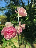 Rosa rosor i parkera arkivfoto Rosa rosor i parkera arkivfoto