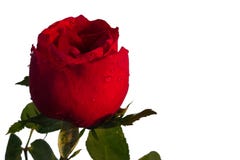Rosa rossa con la gocciolina di acqua delle foglie isolata su fondo bianco fotografie stock Rosa rossa con la gocciolina di acqua delle foglie isolata su fondo bianco fotografie stock