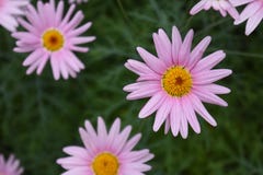 Rosa rosso-chiaro Daisy Flowers Blossom fotografie stock Rosa rosso-chiaro Daisy Flowers Blossom fotografie stock