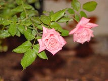 rosa rovatten för droppar arkivbilder rosa rovatten för droppar arkivbilder