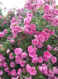 Rosa trädgårdbuskesommar bakgrund arkivfoto Rosa trädgårdbuskesommar bakgrund arkivfoto